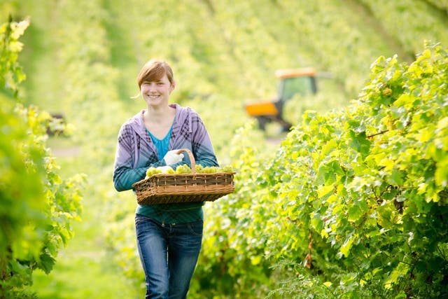 Vine time: grape picking at Three Choirs Vineyard in Gloucestershire 