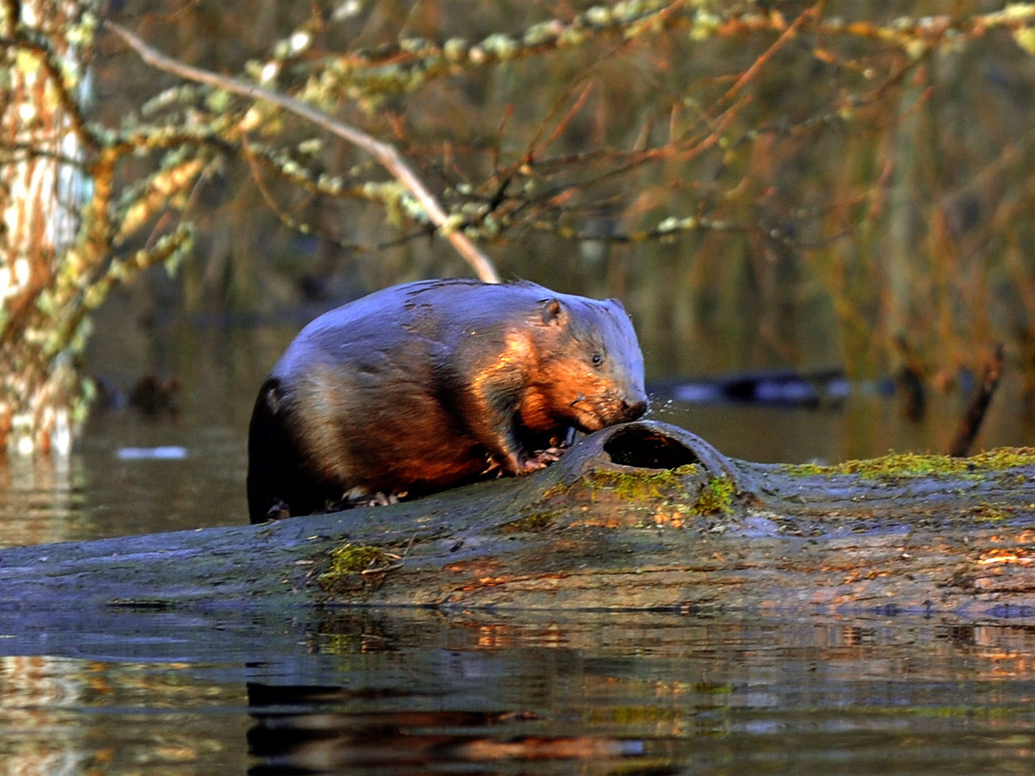 Beavers have been filmed in the River Otter – the first sighting in England for centuries