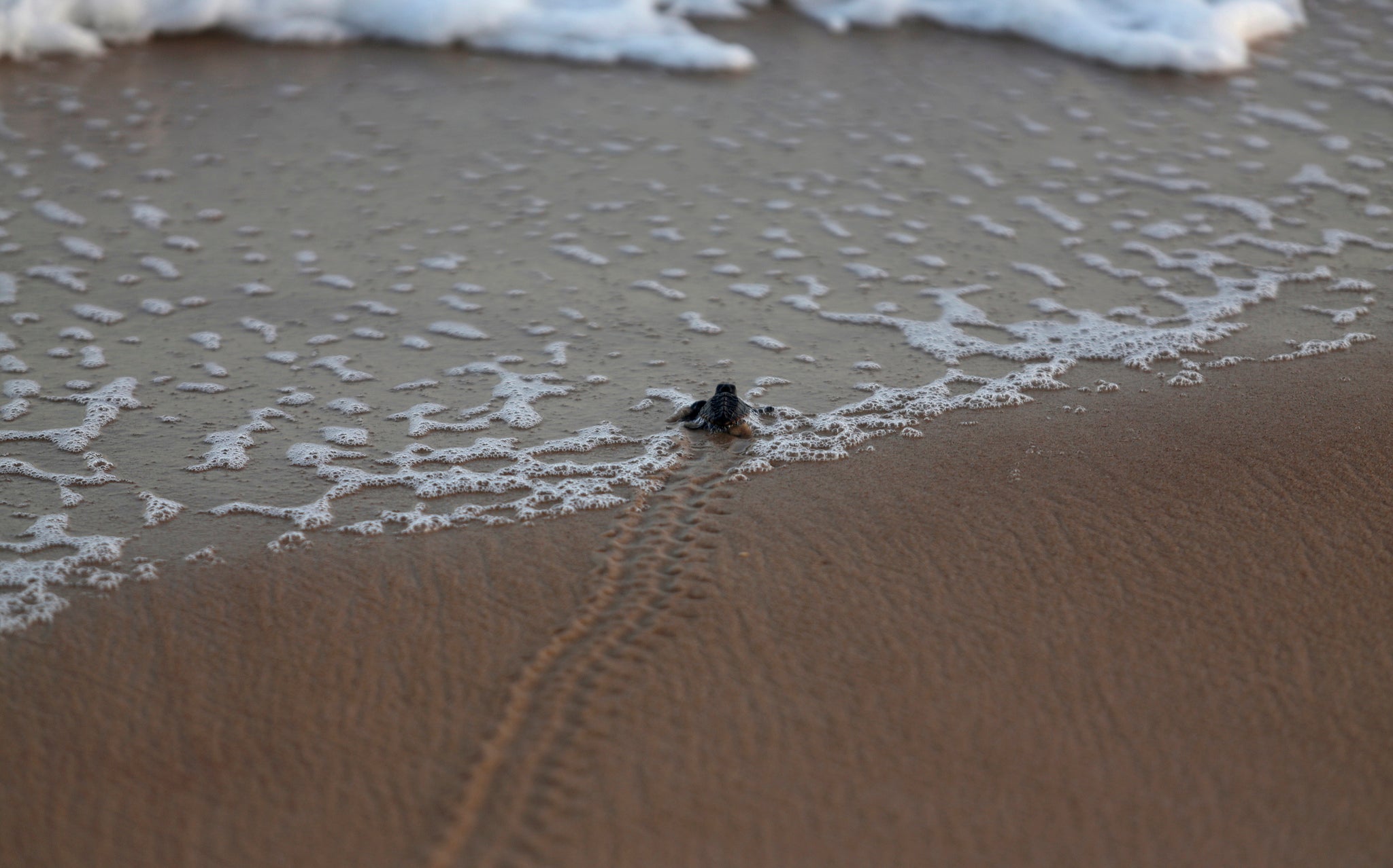 Sea turtle mothers lay their eggs in the sand, with the offspring crawling to the saftey of the ocean around 60 days later.