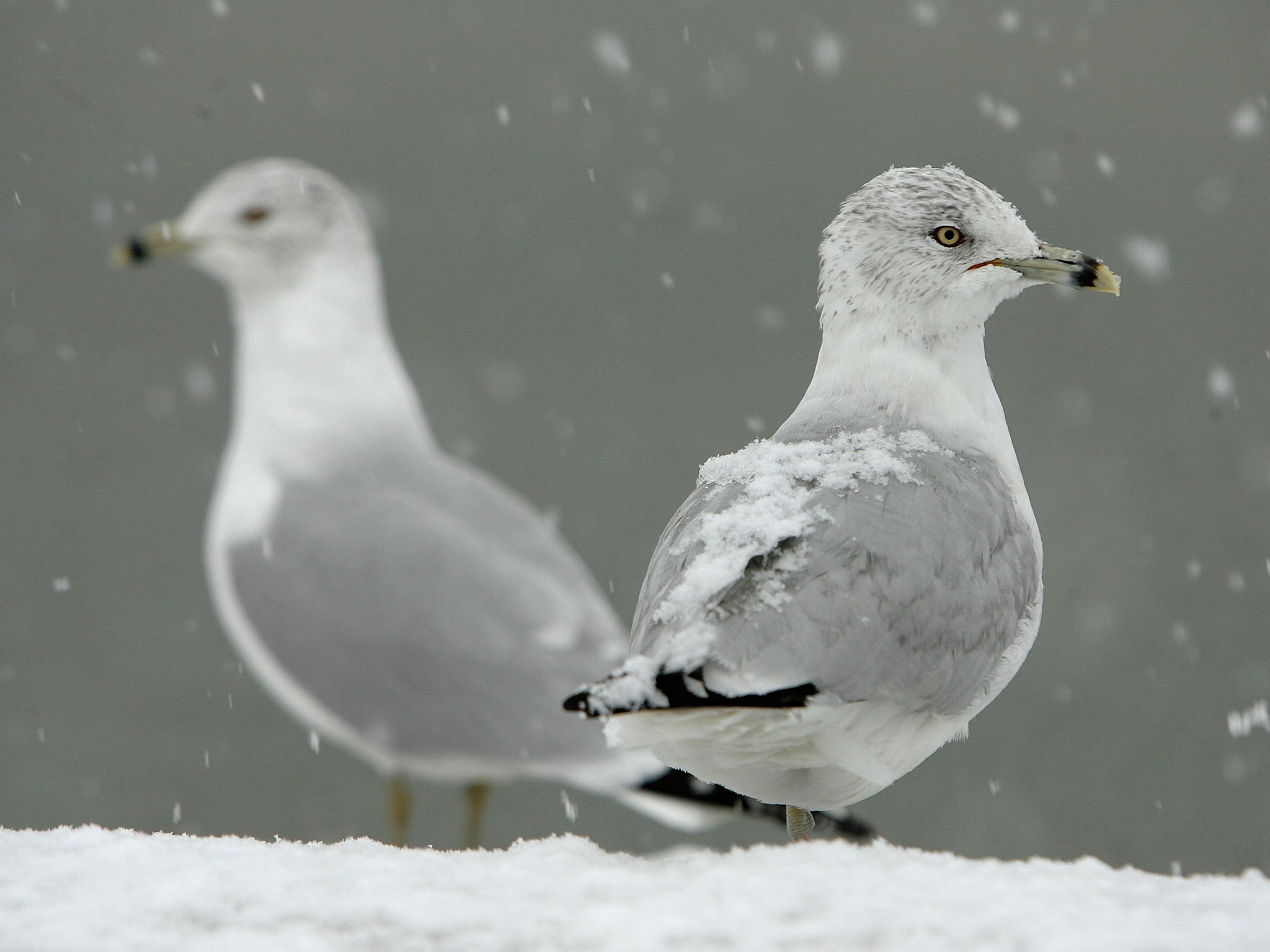 A dusting of snow sits on the heads and backs of Herring Gulls during a heavy snowfall near the U.S. Capitol January 17, 2007 in Washington, DC. The region is expected to get two to four inches of snow during the day that will turn into freezing rain by e