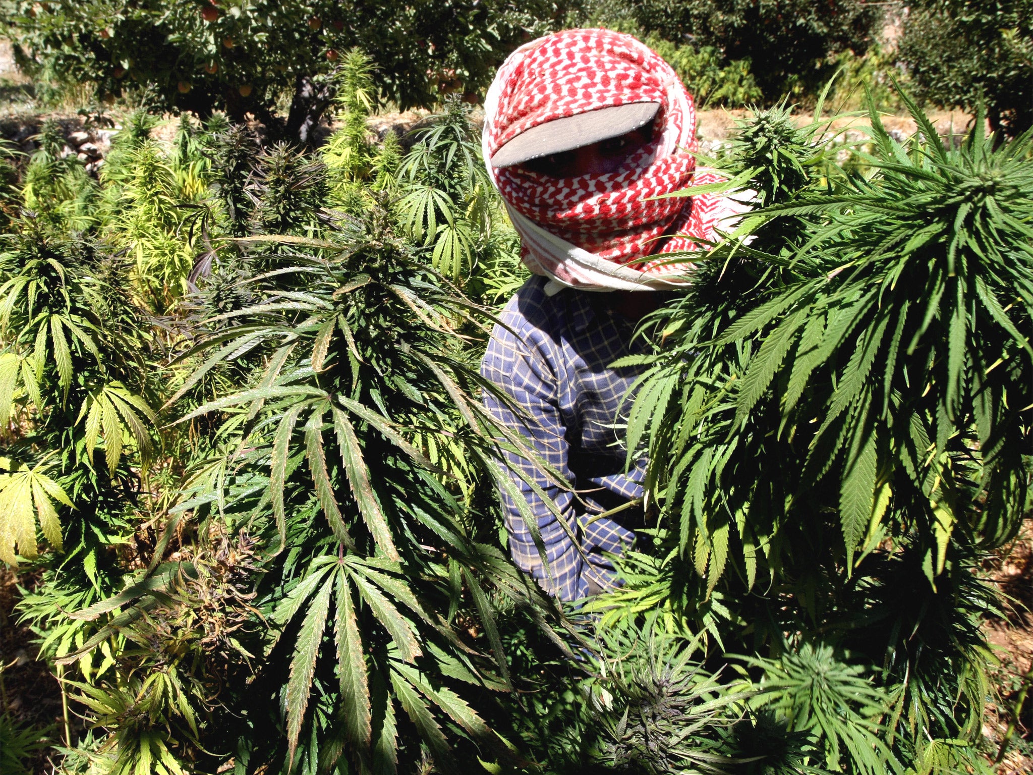 A Lebanese farmer harvests cannabis in the Bekaa valley amid a lack of security action because of regional turmoil
