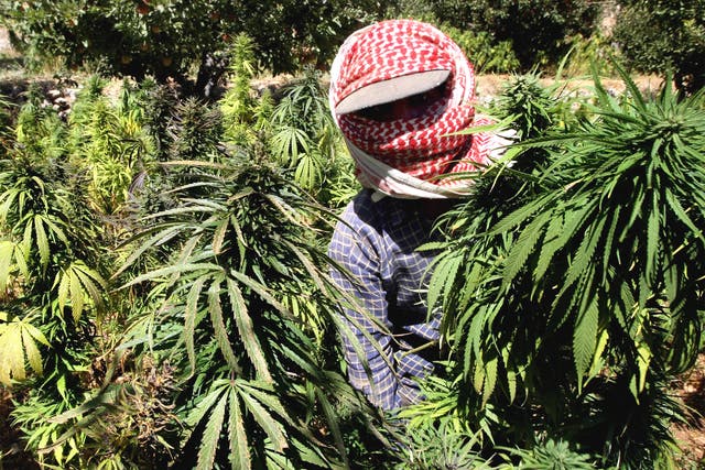 A Lebanese farmer harvests cannabis in the Bekaa valley amid a lack of security action because of regional turmoil 