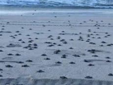 Baby turtles race to the sea
