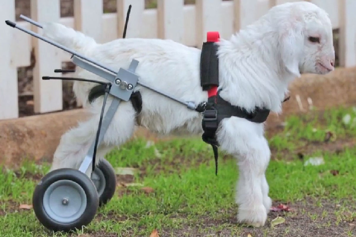 Wheelchair for goats | The Independent | The Independent