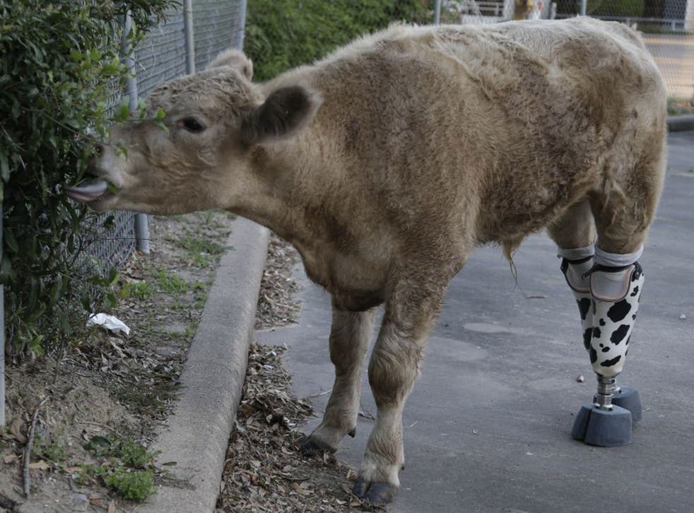 Wearing his new prosthetic legs Hero gets a taste of shrubbery Wednesday, May 21, 2014, in Houston.