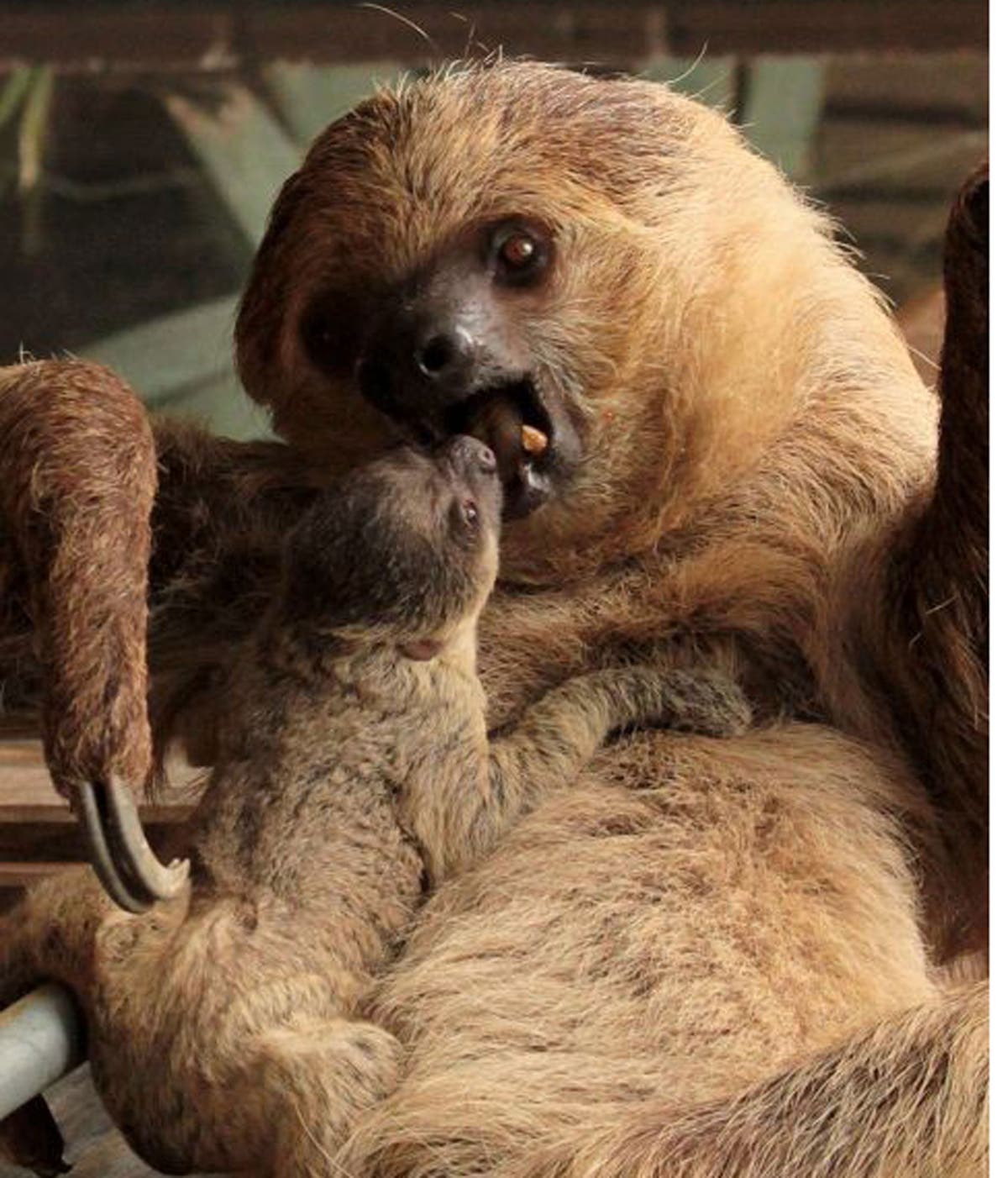 visit sloths uk