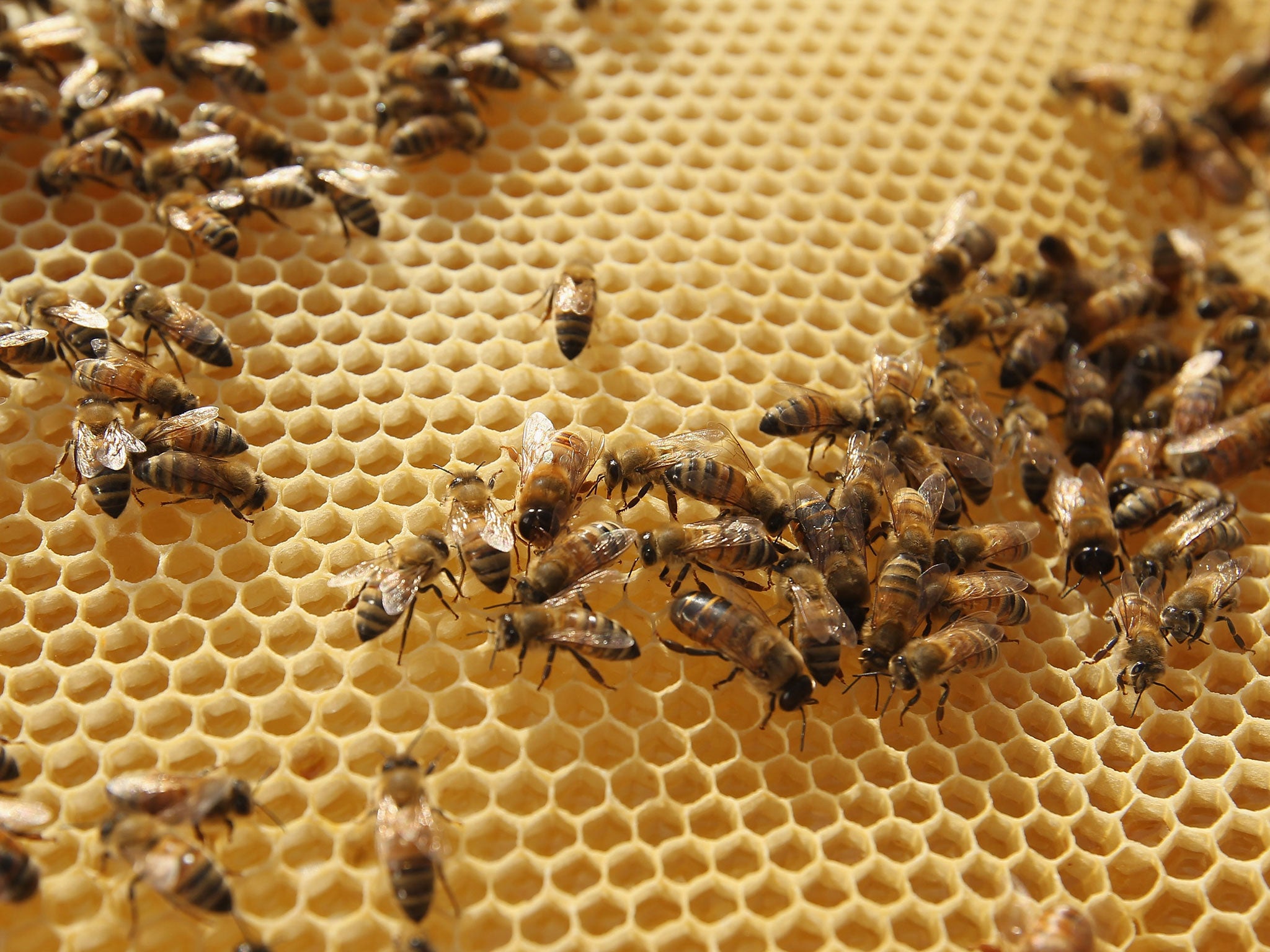 A colony of bees can be sold for around £500 on the black market