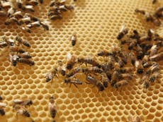 3000 bees stolen in UK last year