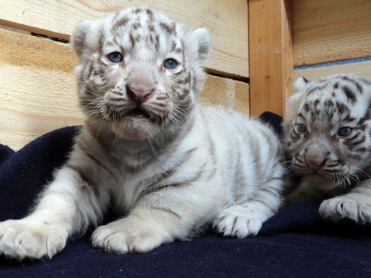White Bengal tiger cubs unveiled at White Zoo in Austria, The