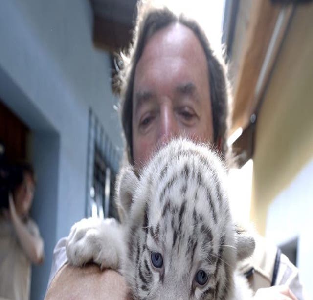 White Bengal tiger cubs unveiled at White Zoo in Austria