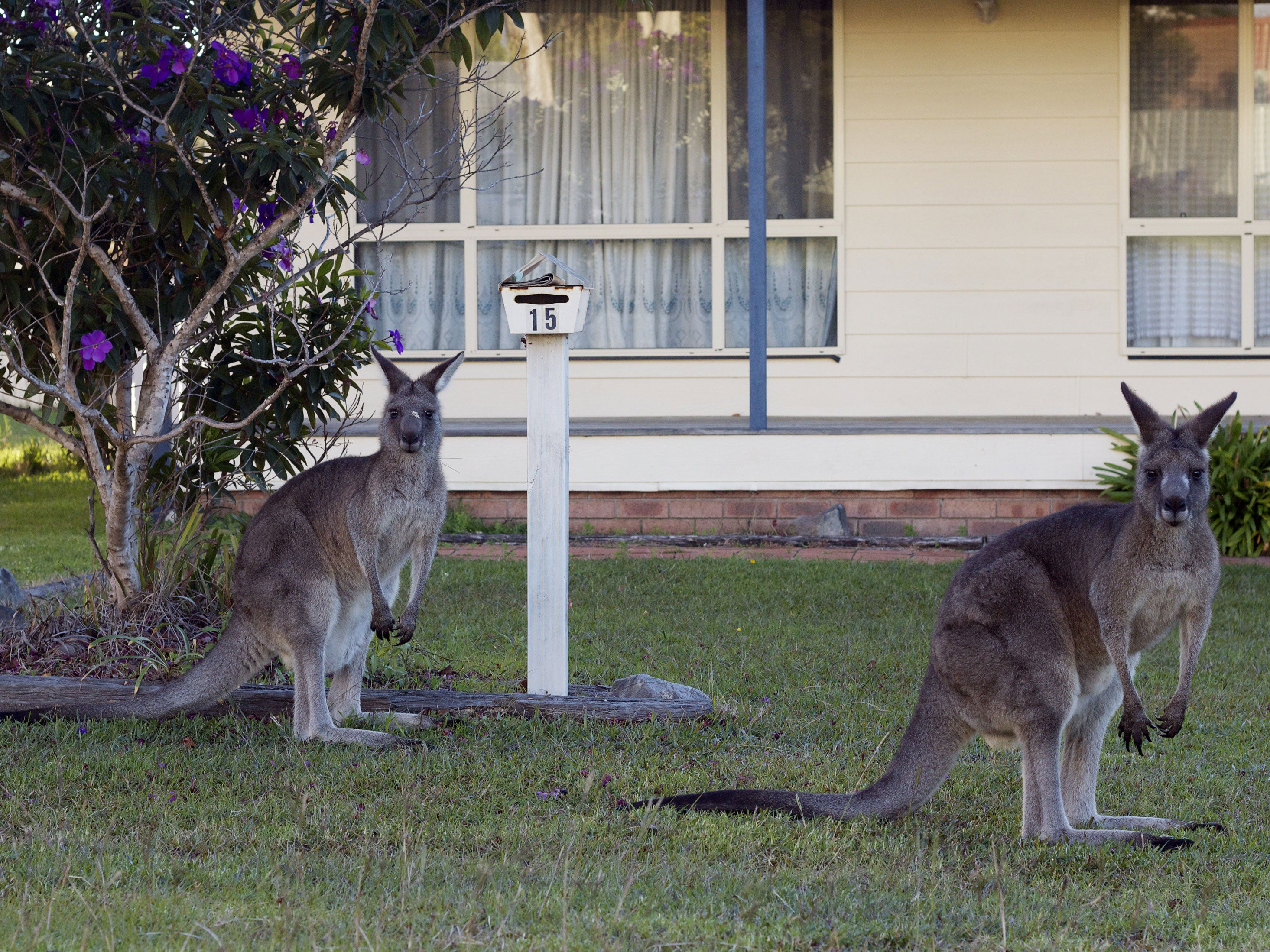 Eastern grey kangaroos grazing near Canberra