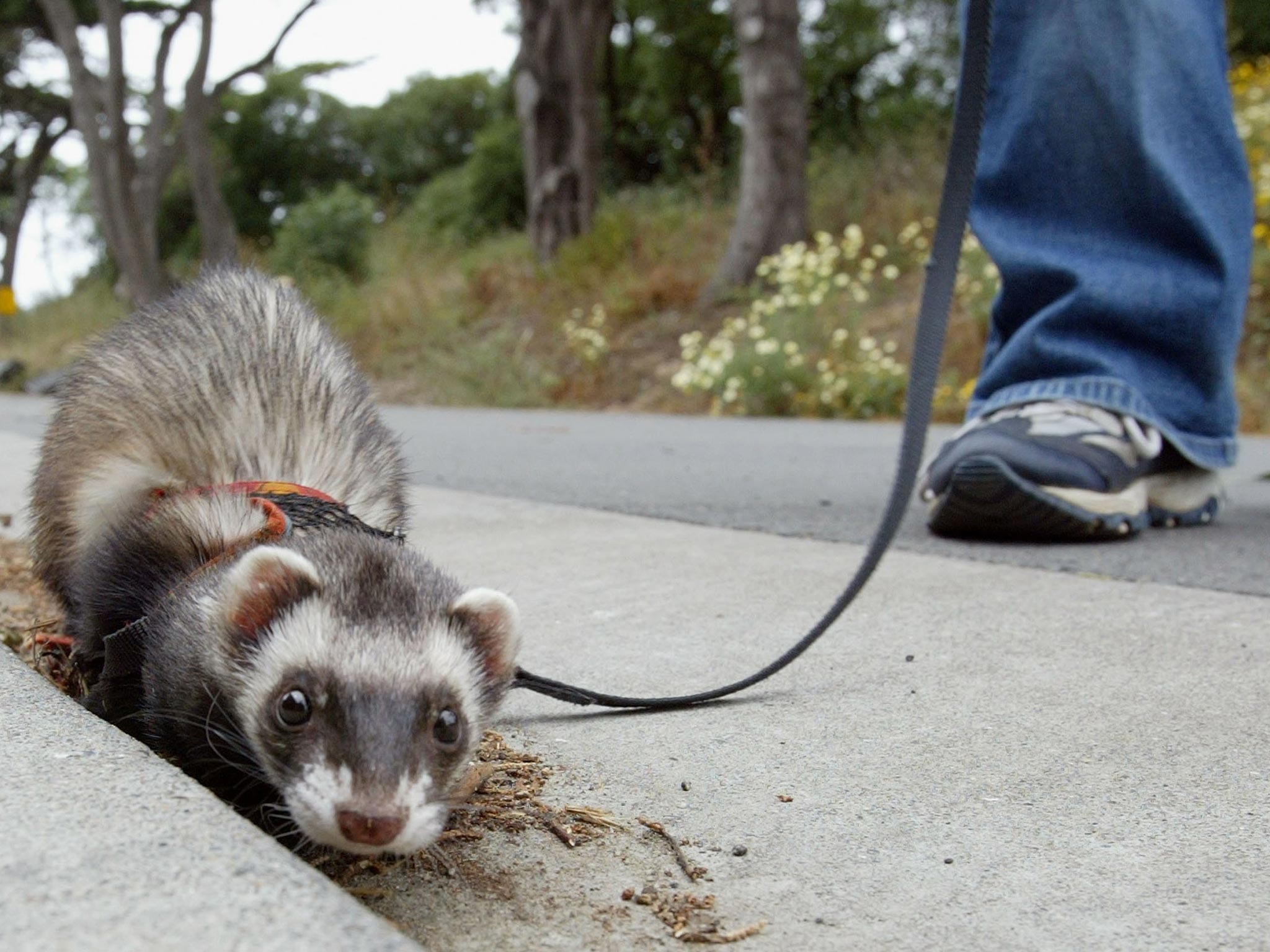 Ferrets were banned from the city in 1999 over fears they might spread rabies
