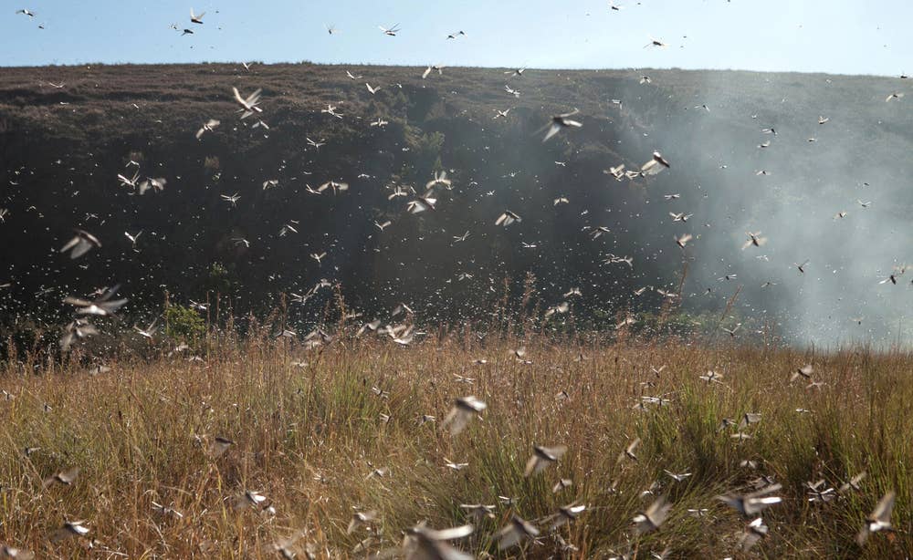 Madagascar locust crisis