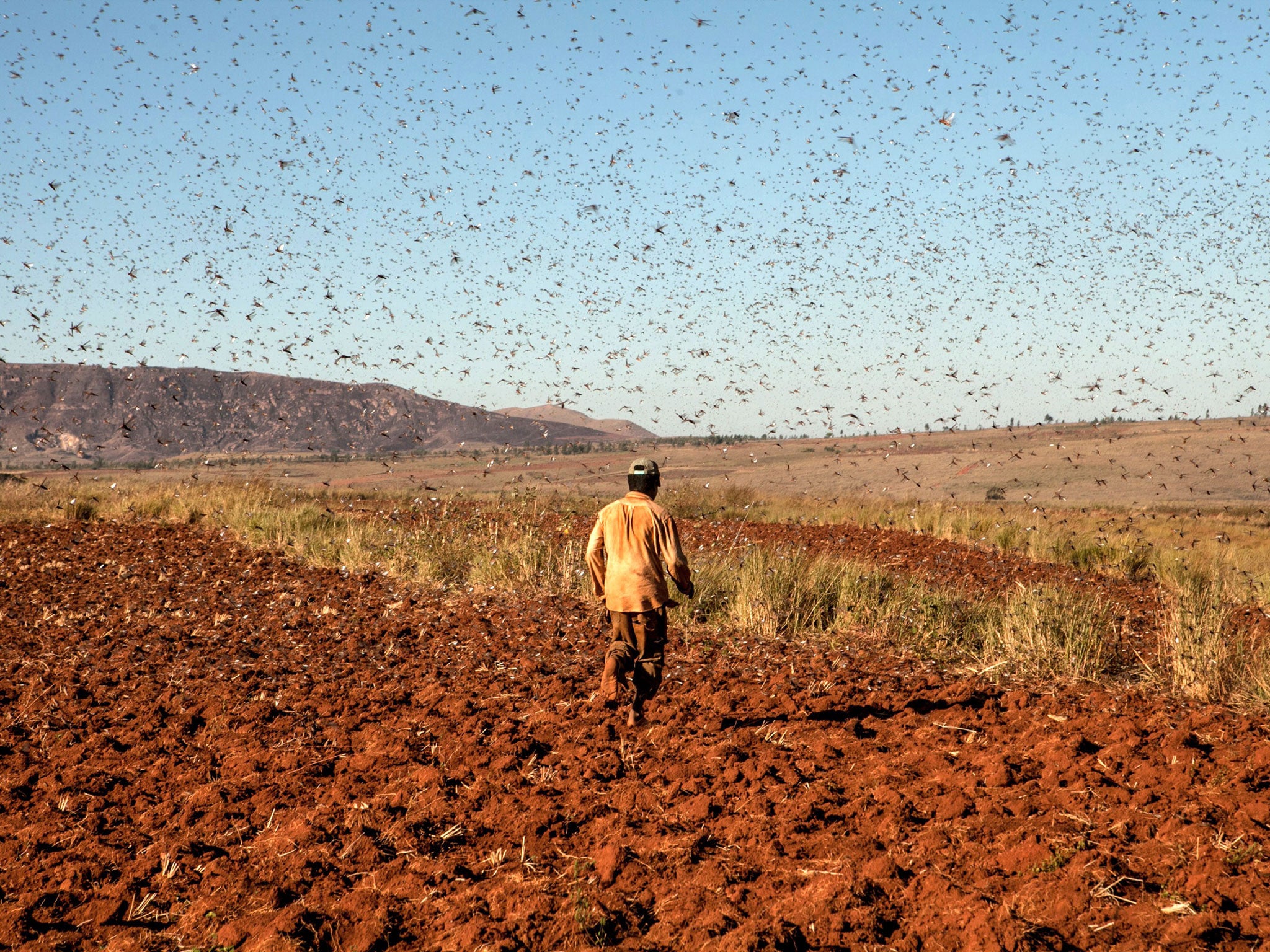A farmer protects his rice field from locusts by chasing away them with reeds at Amparihibe village on May 7, 2014 in Tsiroanomandidy, western Madagascar. A Food and Agriculture Organization of the United Nations (FAO) mission is to fight the locust's swa