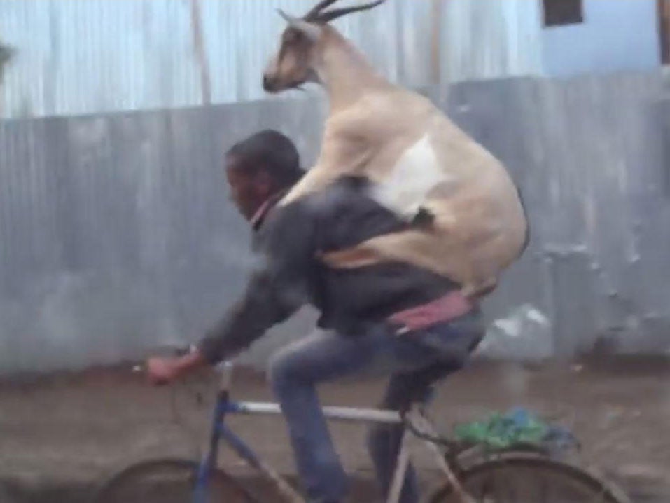 This goat was filmed hitching a ride in Ethiopia.