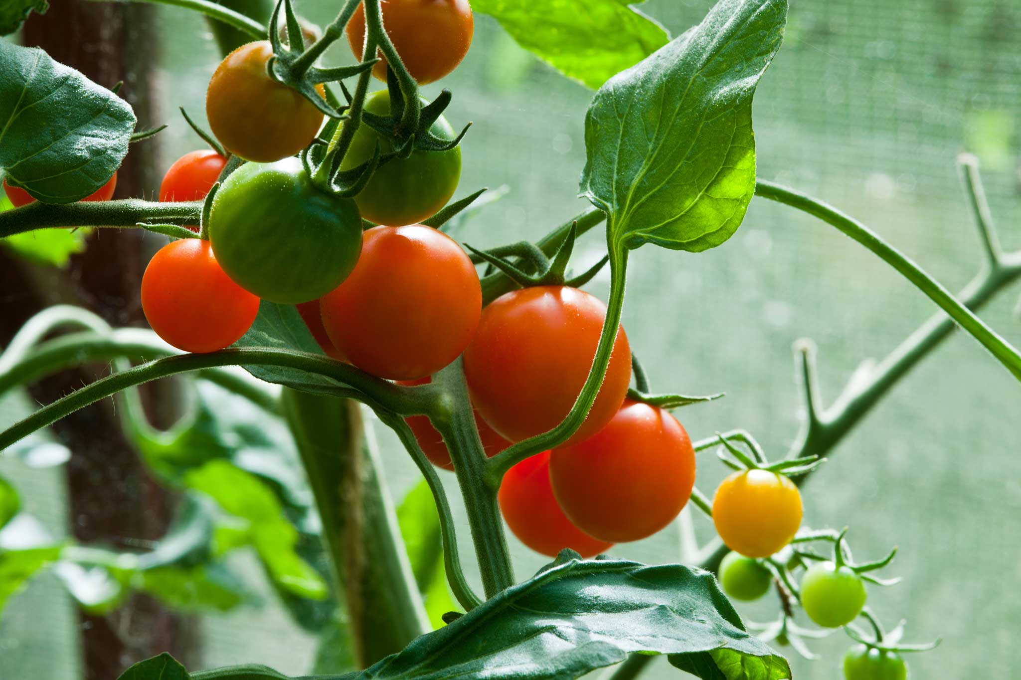 Great crop: The outstanding cherry tomato 'Sungold'