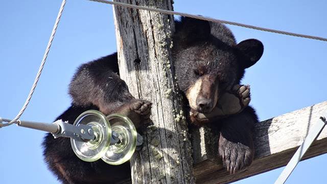 Bear took nap on electricity pole after being chased by dogs | The  Independent | The Independent