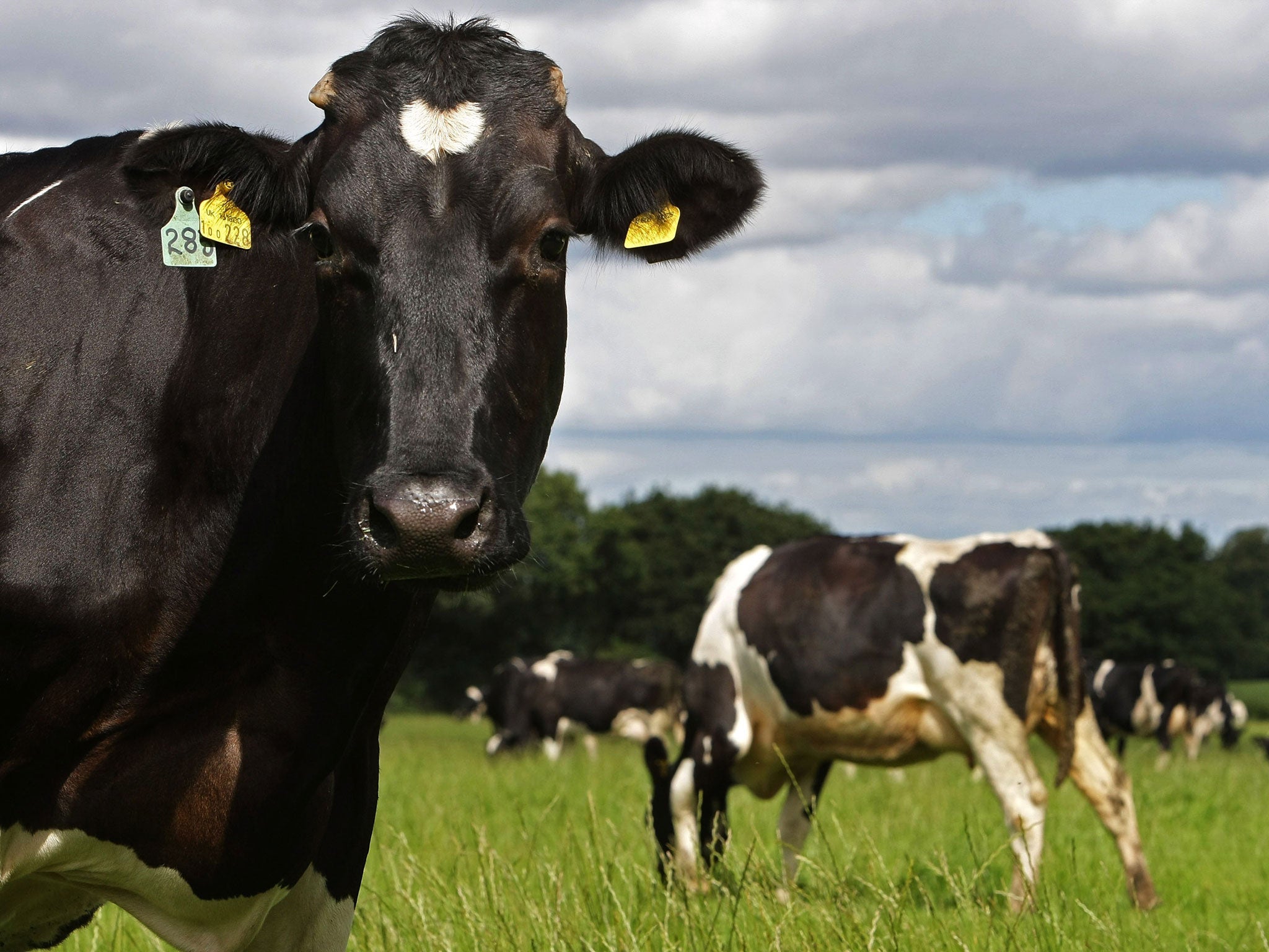 A dairy cows graze in a field