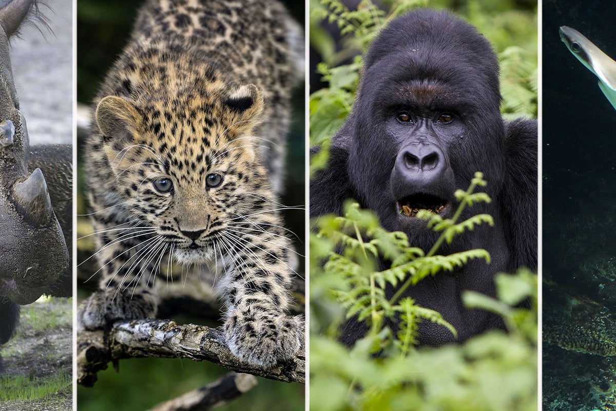 Species are going extinct 1,000 times faster than nature can make new ...