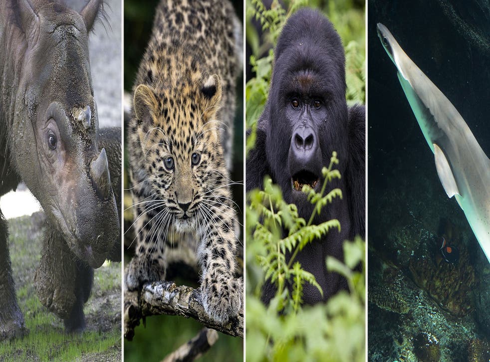 The Sumatran rhinoceros, Amur leopard, mountain gorilla and white-tip shark are all species at risk