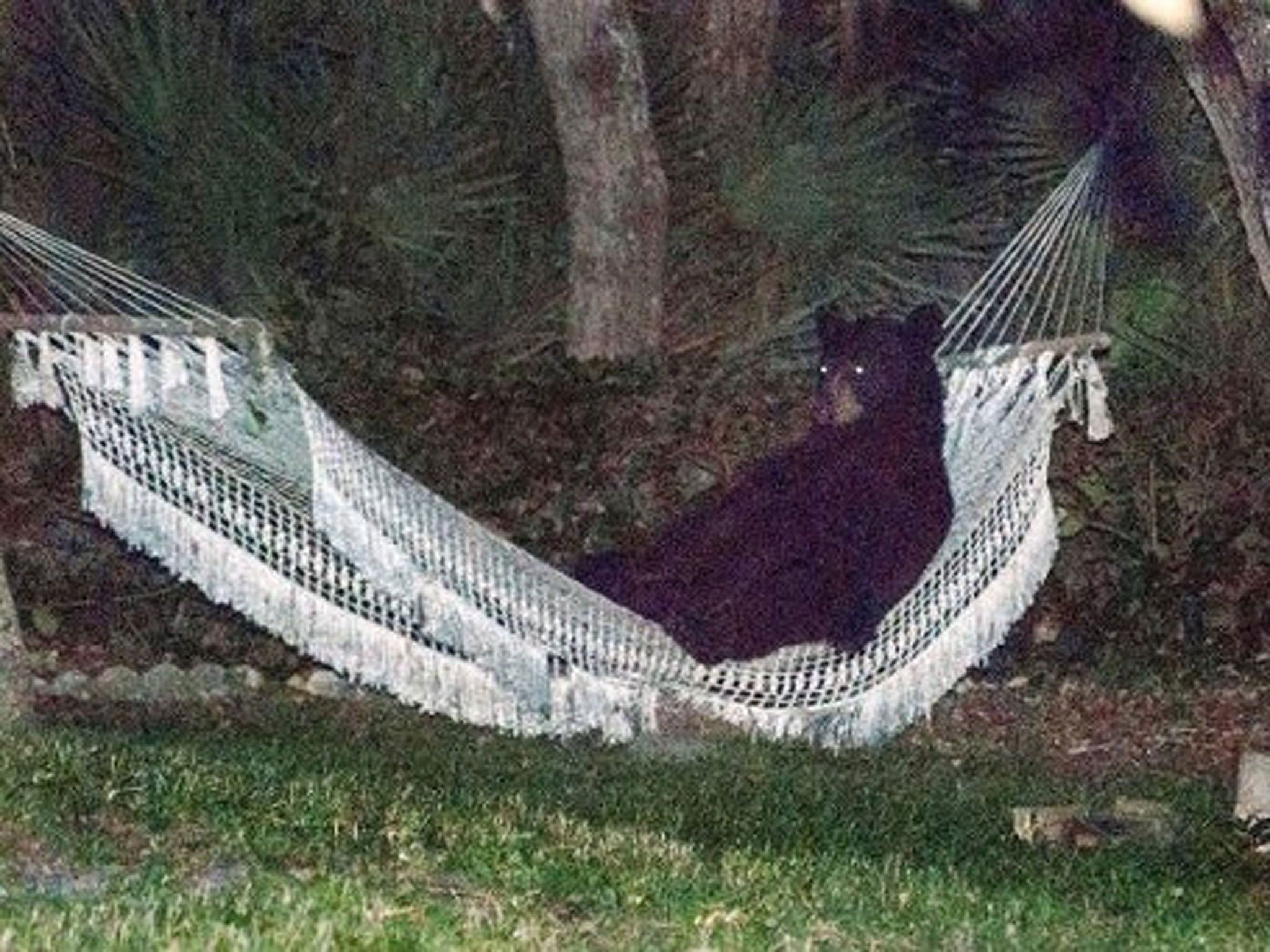 The black bear sat in the hammock for around 20 minutes before wandering off in the area of Daytona Beach, Florida