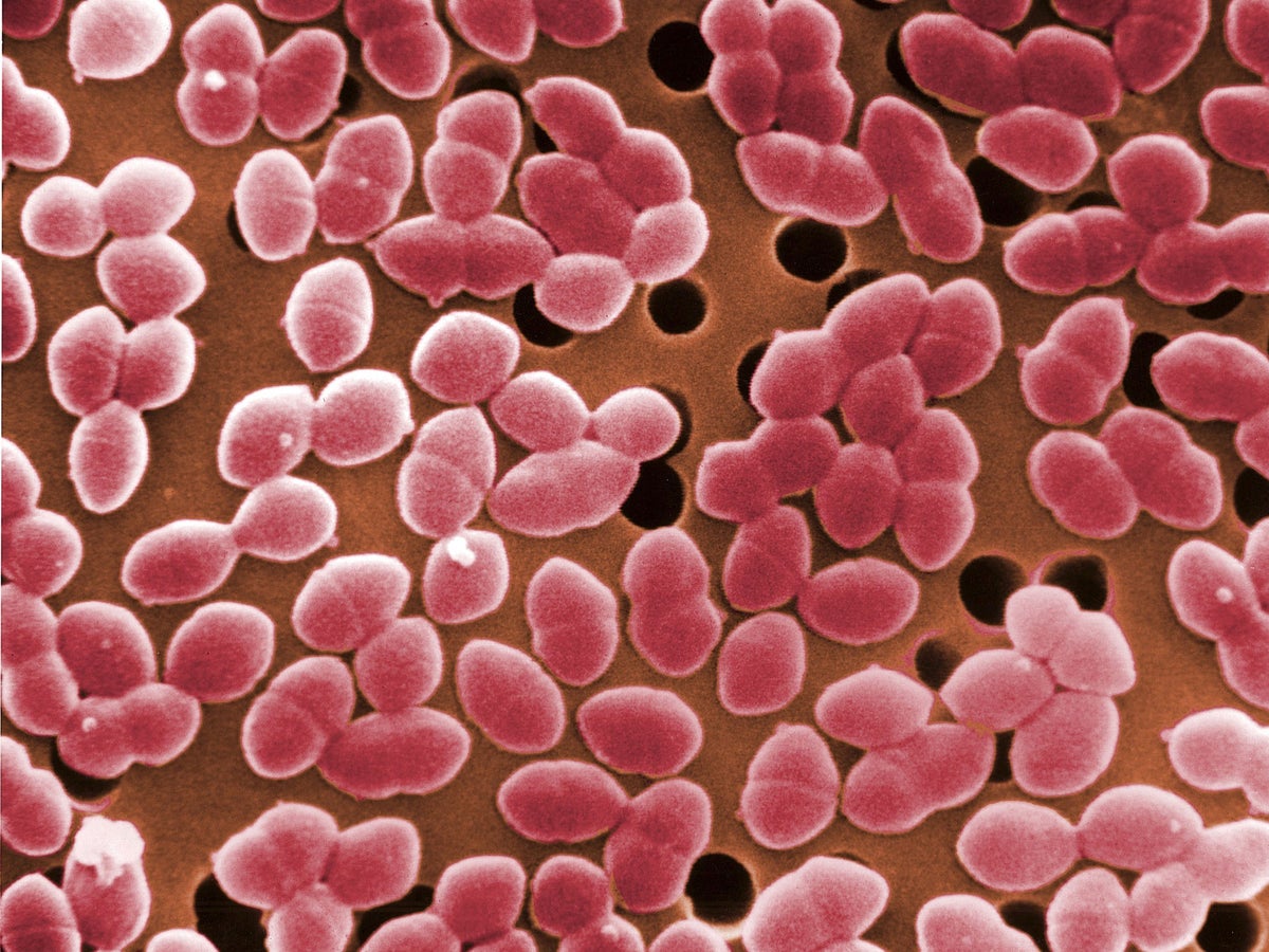 streptococcus penis