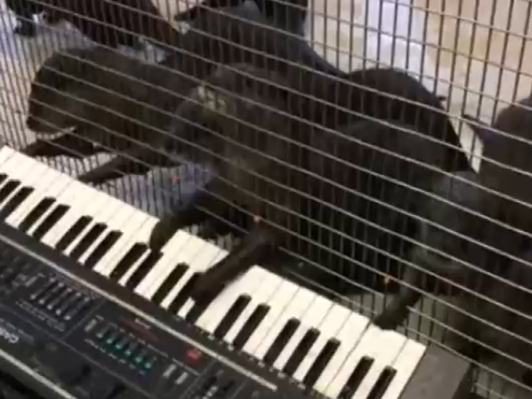An organutan plays the xylophone and a group of otters have a go on a keyboard at the Smithsonian National Zoo in Washington, D.C.