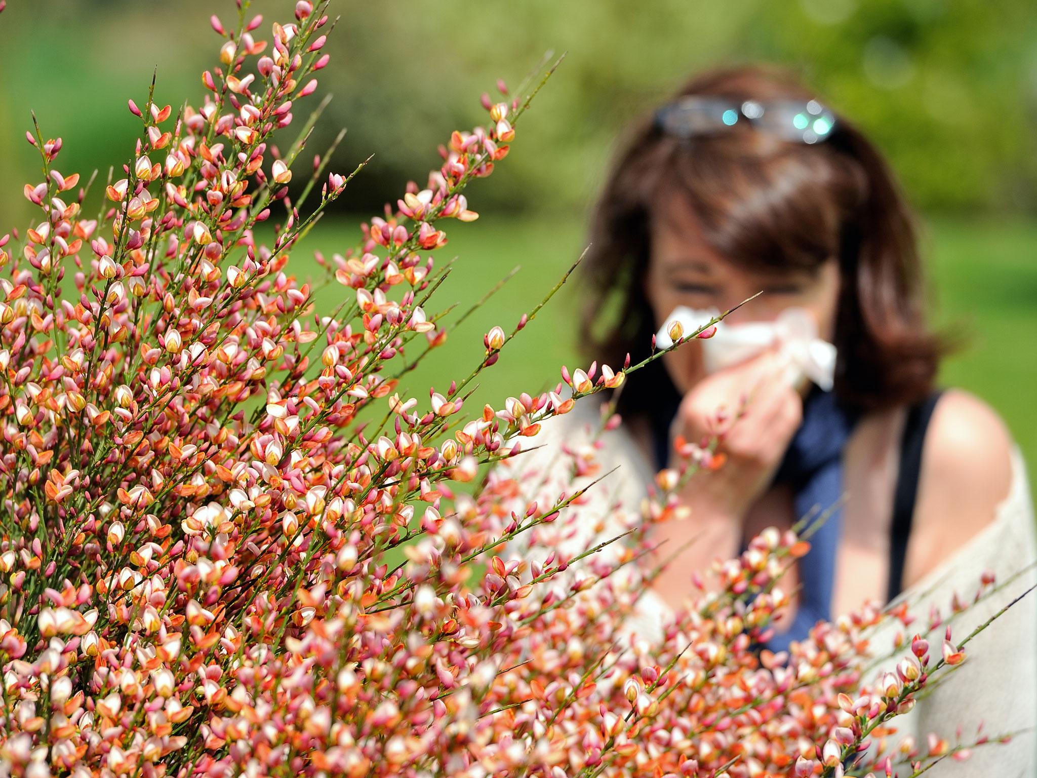 A woman blows her nose in Godewaersvelde, northern France on May 18, 2013, as the return of pleasant weather marks the arrival of allergenic pollen.
