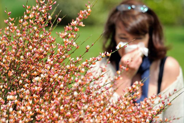 A woman blows her nose in Godewaersvelde, northern France on May 18, 2013, as the return of pleasant weather marks the arrival of allergenic pollen. 
