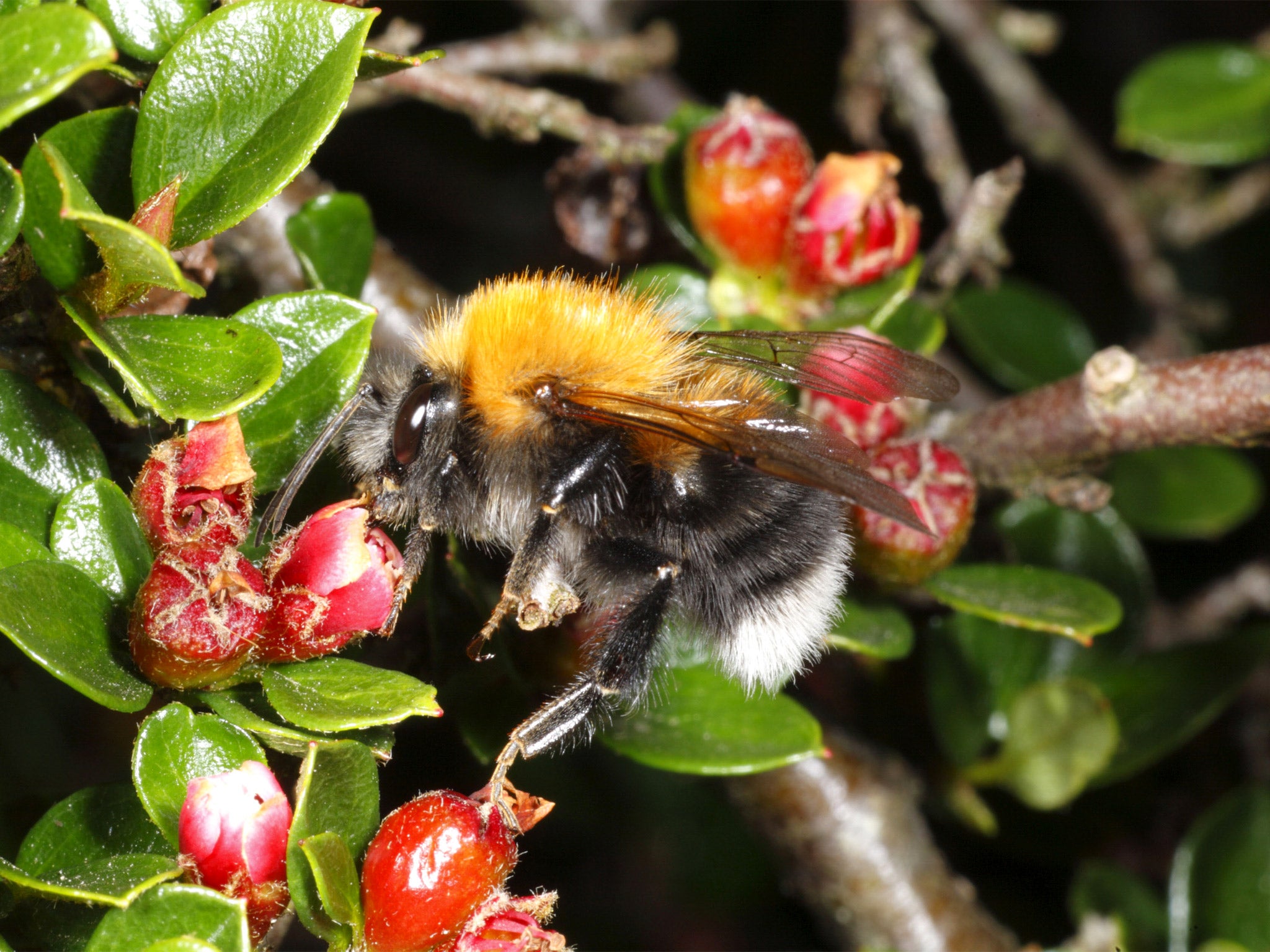 The resistant tree bumblebee