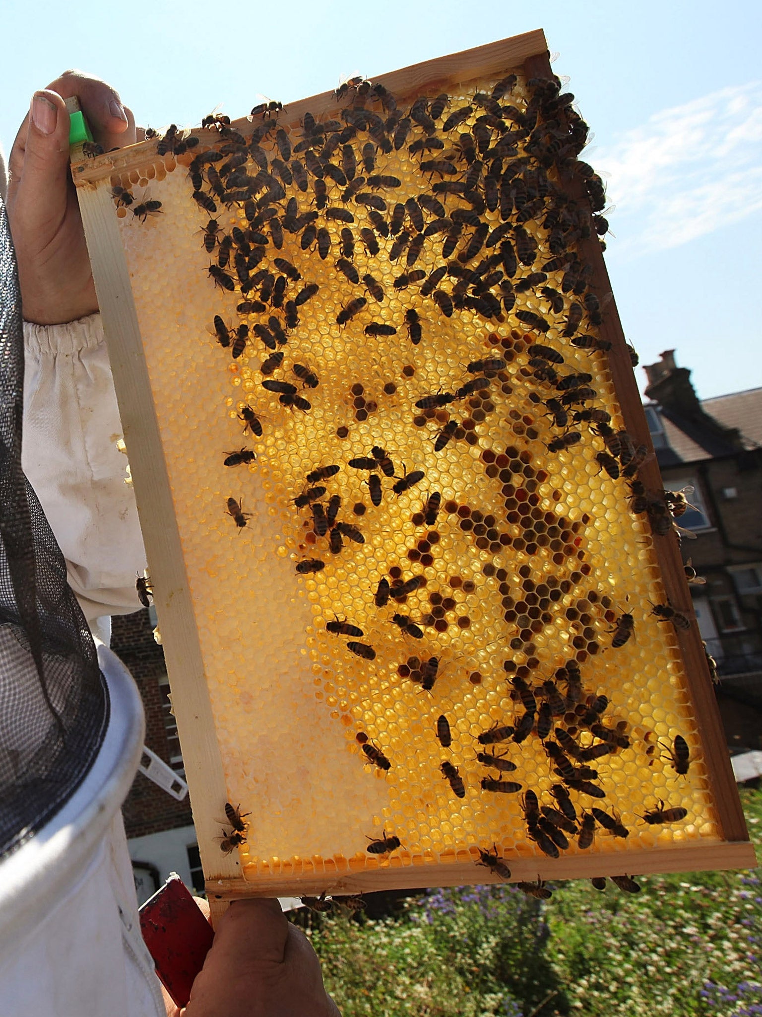 A hive in London (Getty)