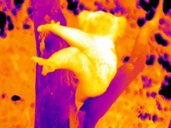 This thermal image shows the massive difference in temperature between the koala's fur and the trunk of the tree.