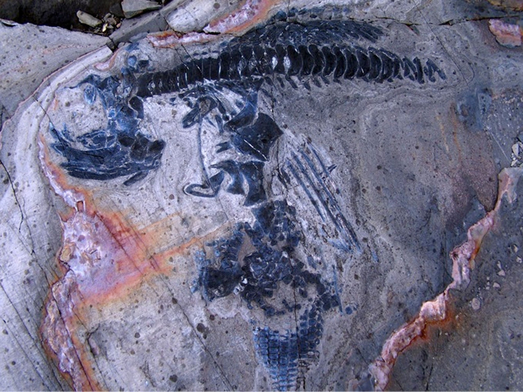 One of the 46 fossils found at the site in southern Chile