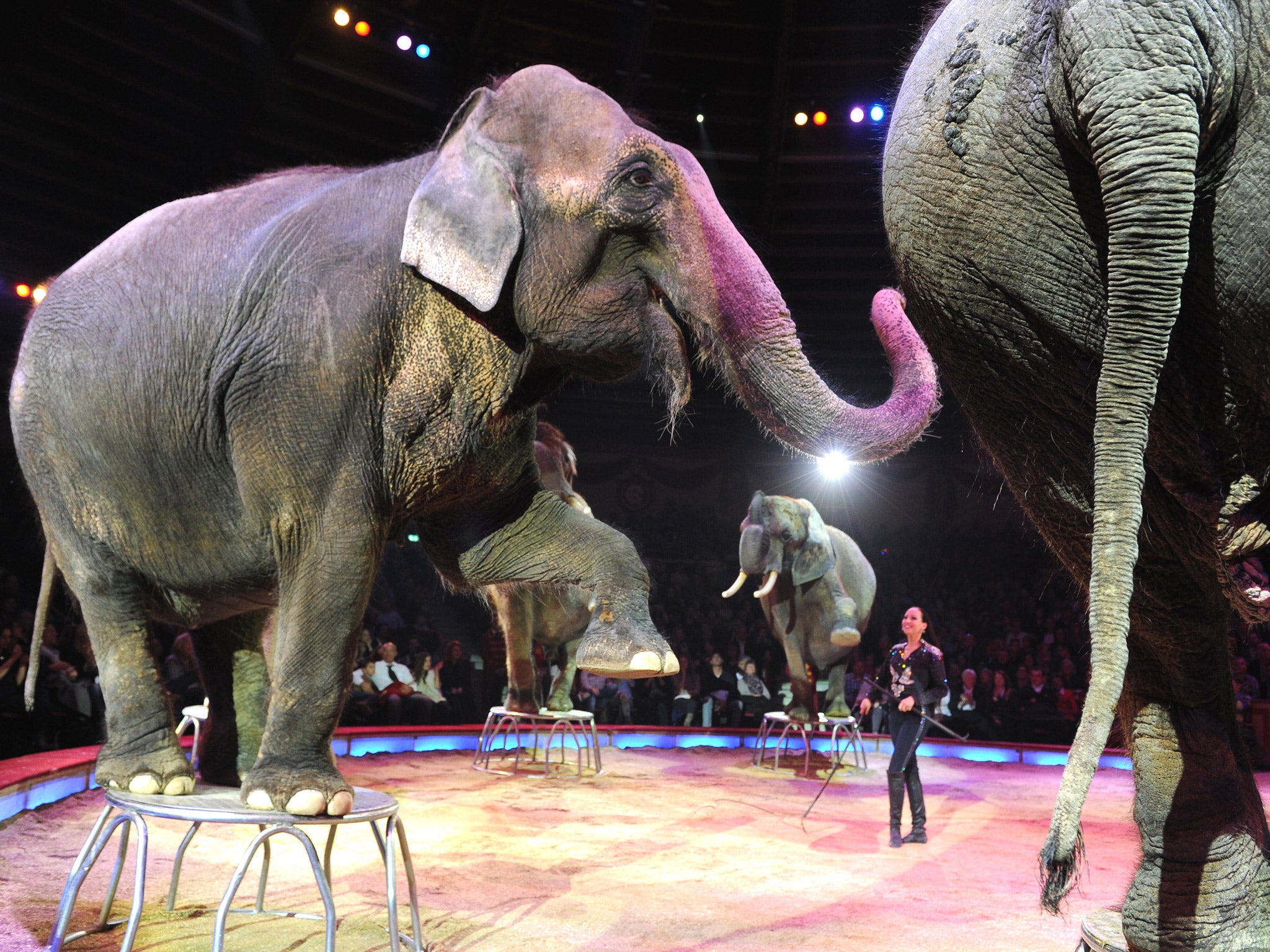 Elephants on stage during a circus performance in Germany