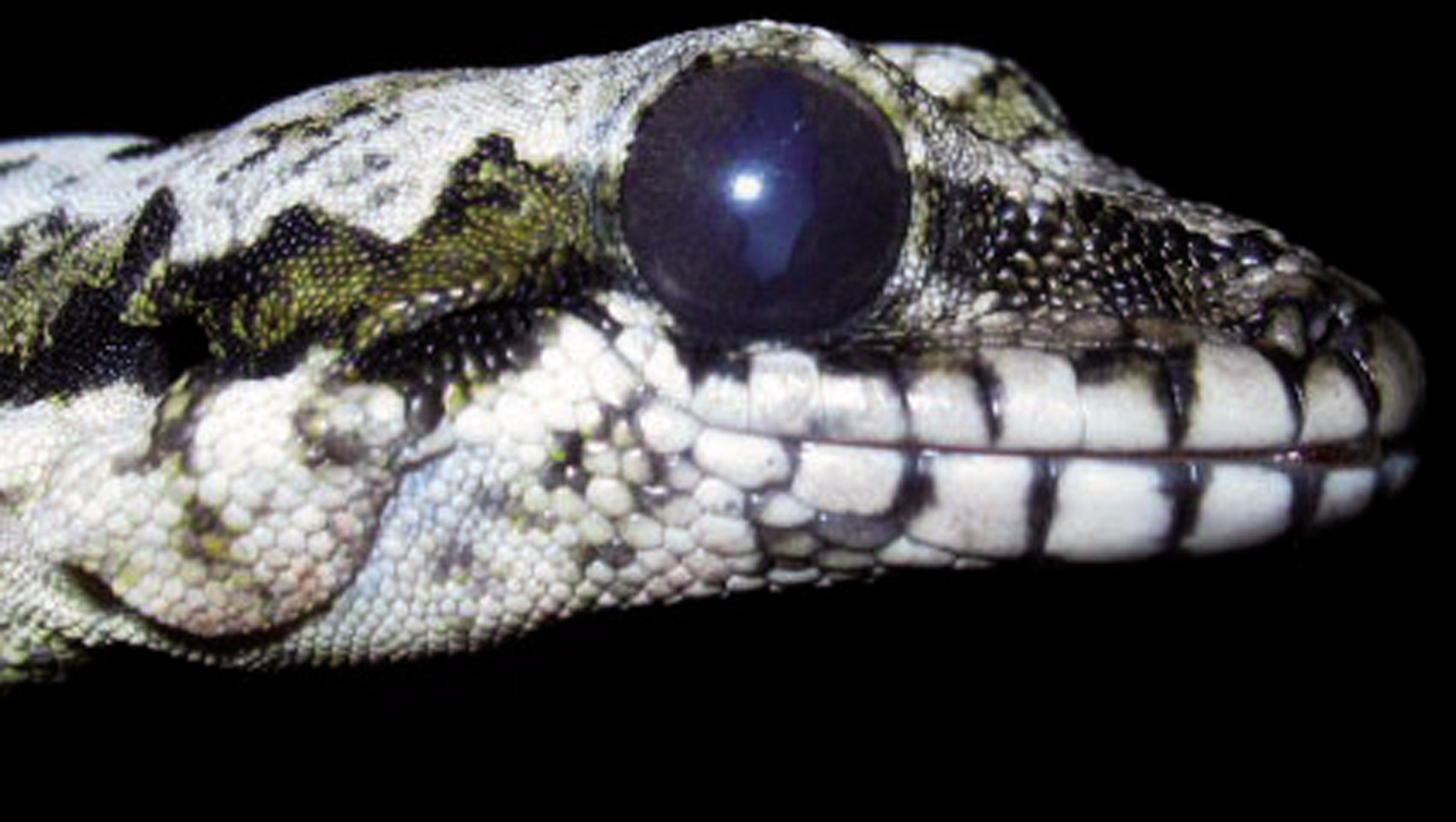A Skydiving gecko which is among the new species found