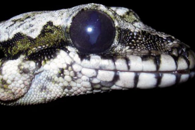 <p>A Skydiving gecko which is among the new species found</p>