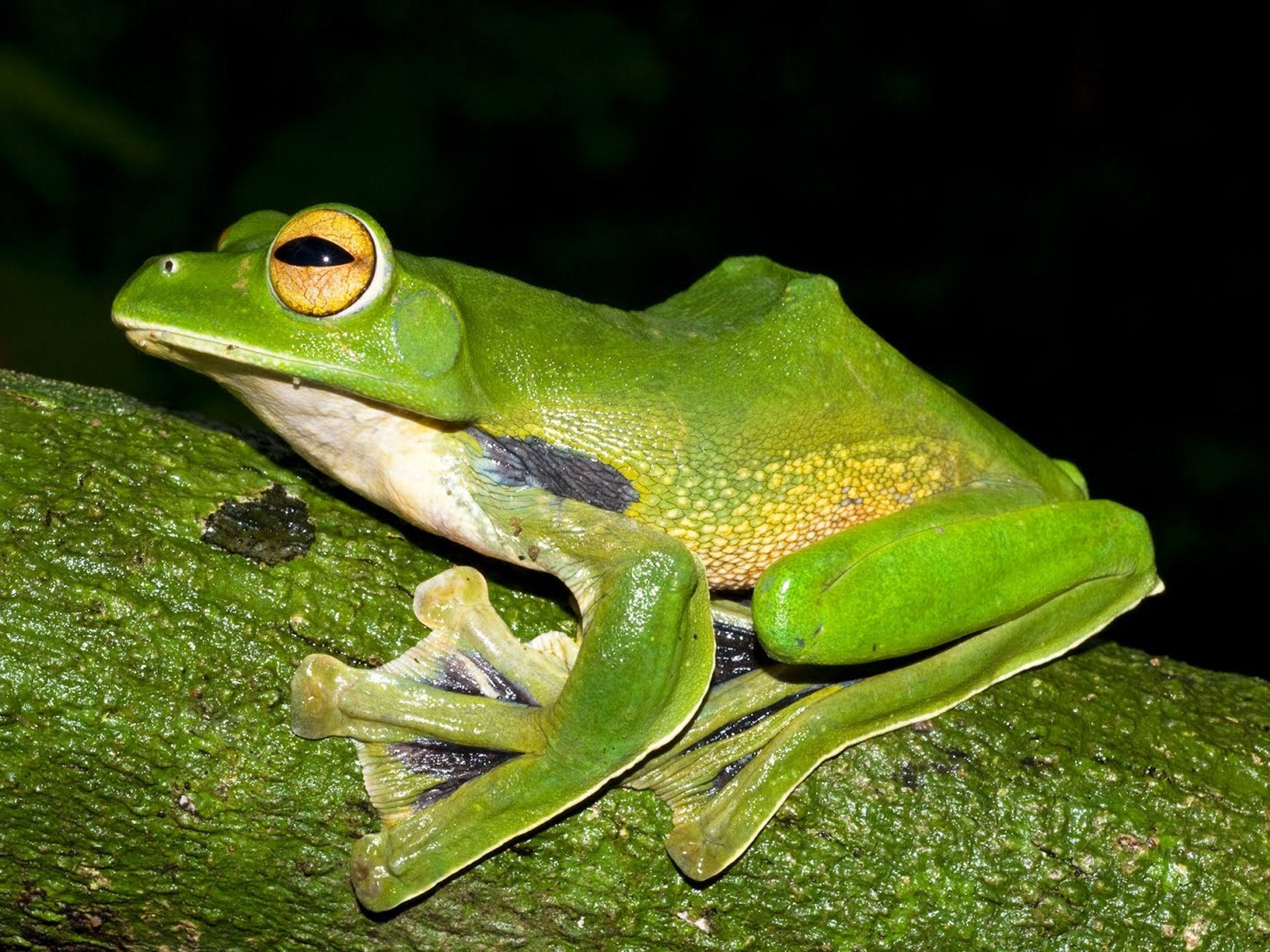 A Giant green flying frog which is among the new species found by scientists in the Greater Mekong region