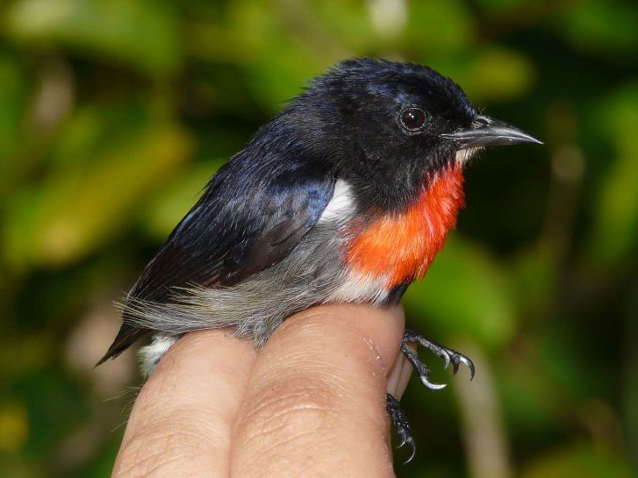 A male of the newly identified Wakatobi Flowerpecker Dicaeum kuehni that was caught on Tomia Island by Trinity College Dublin zoologists in the biodiversity hotspot of Sulawesi, Indonesia.