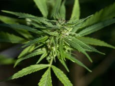 Jamaica to legalise marijuana for religious or medicinal purposes
