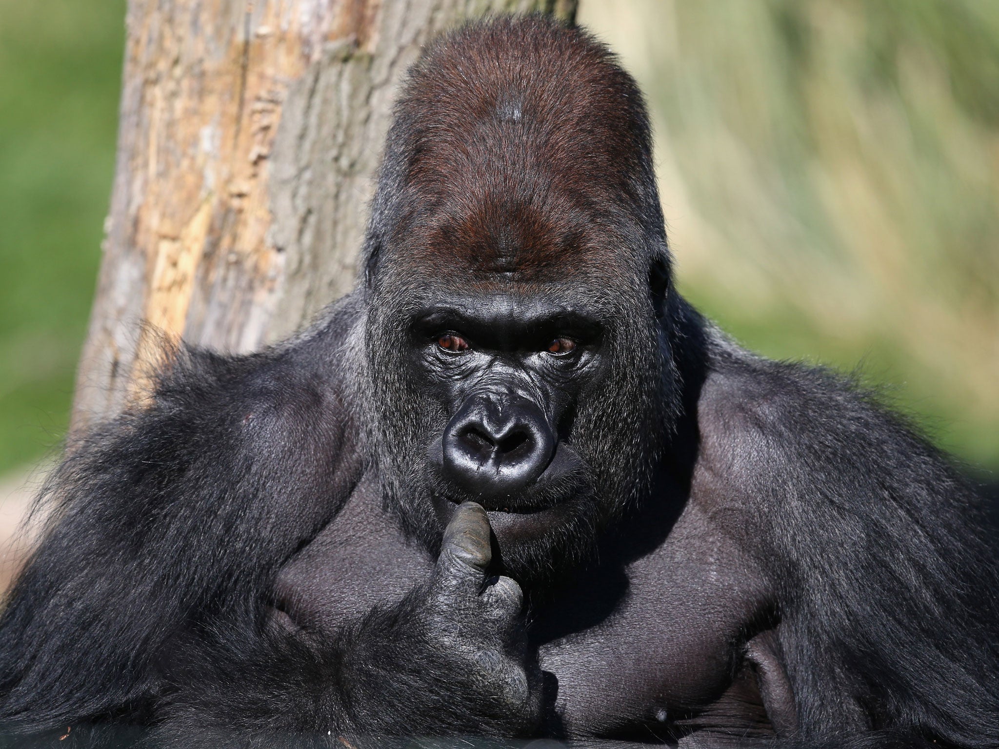 A gorilla at London Zoo