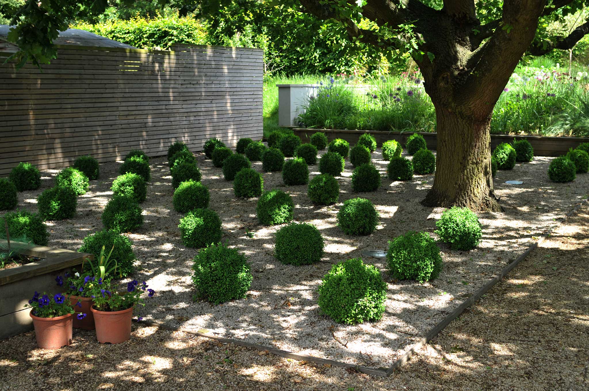 The grid of box balls in the corner of the front garden