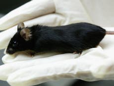 Human stem cells successfully treat MS in mice