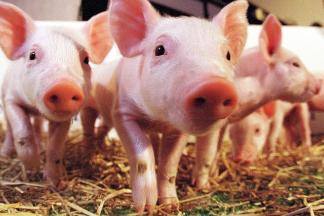 Research in pigs is more likely to have results similar to those in humans 