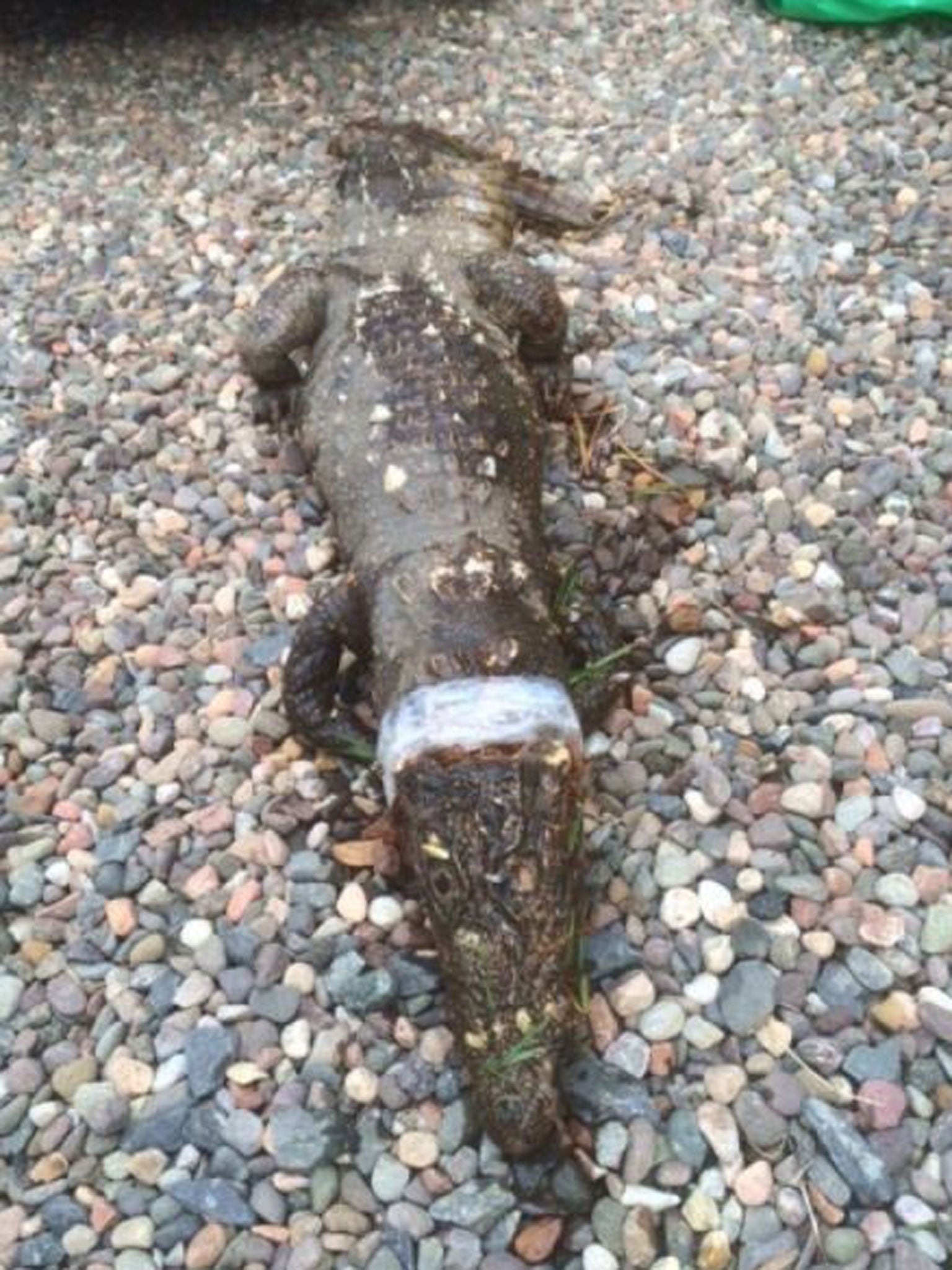 Undated handout photo issued by Scottish SPCA of a stuffed West African dwarf crocodile that was discovered in a stream at Carnwath Golf Course, near Biggar in South Lanarkshire,