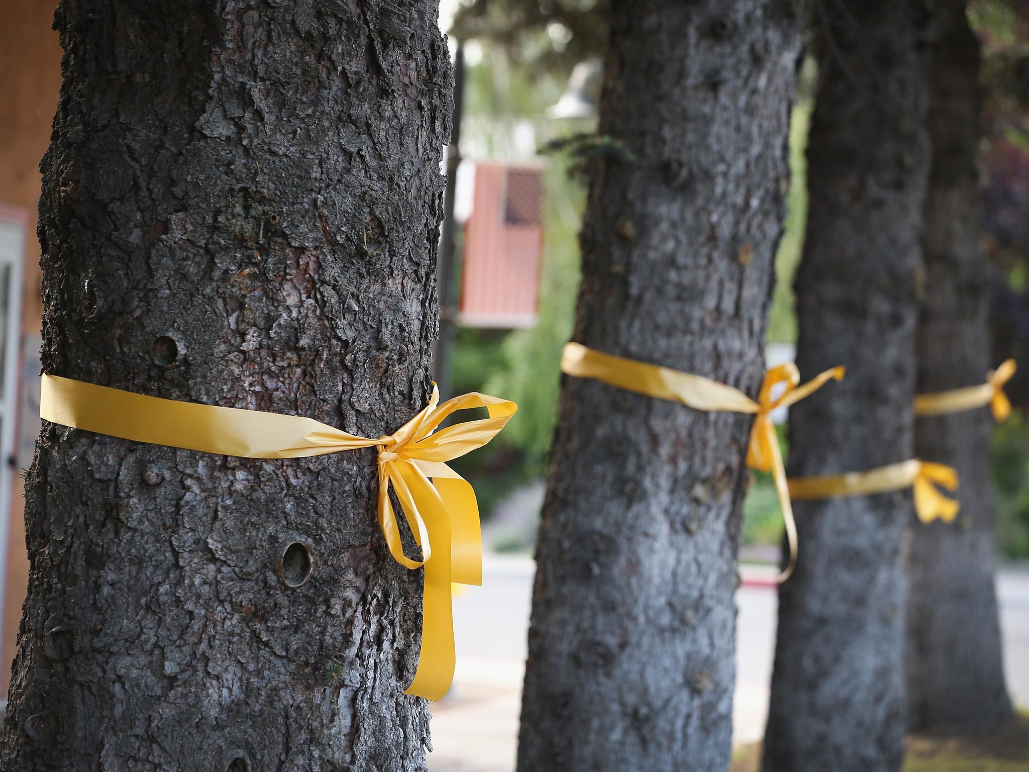 Yellow ribbons line Main Street as the hometown of Sgt. Bowe Bergdahl awaits his homecoming