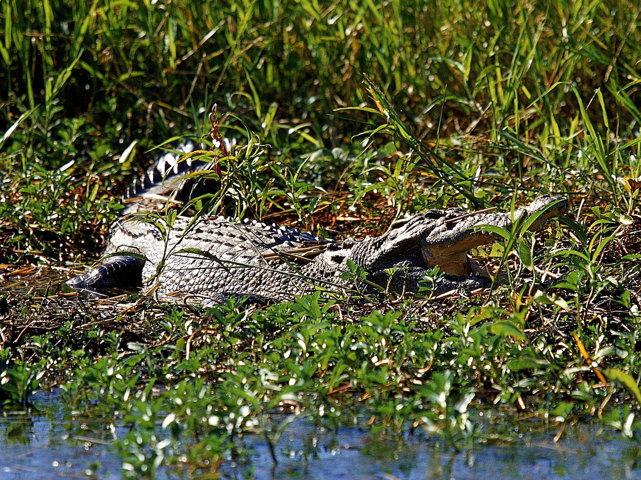 The Northern Territory, where Kakadu National Park is located, has the densest crocodile population in Australia