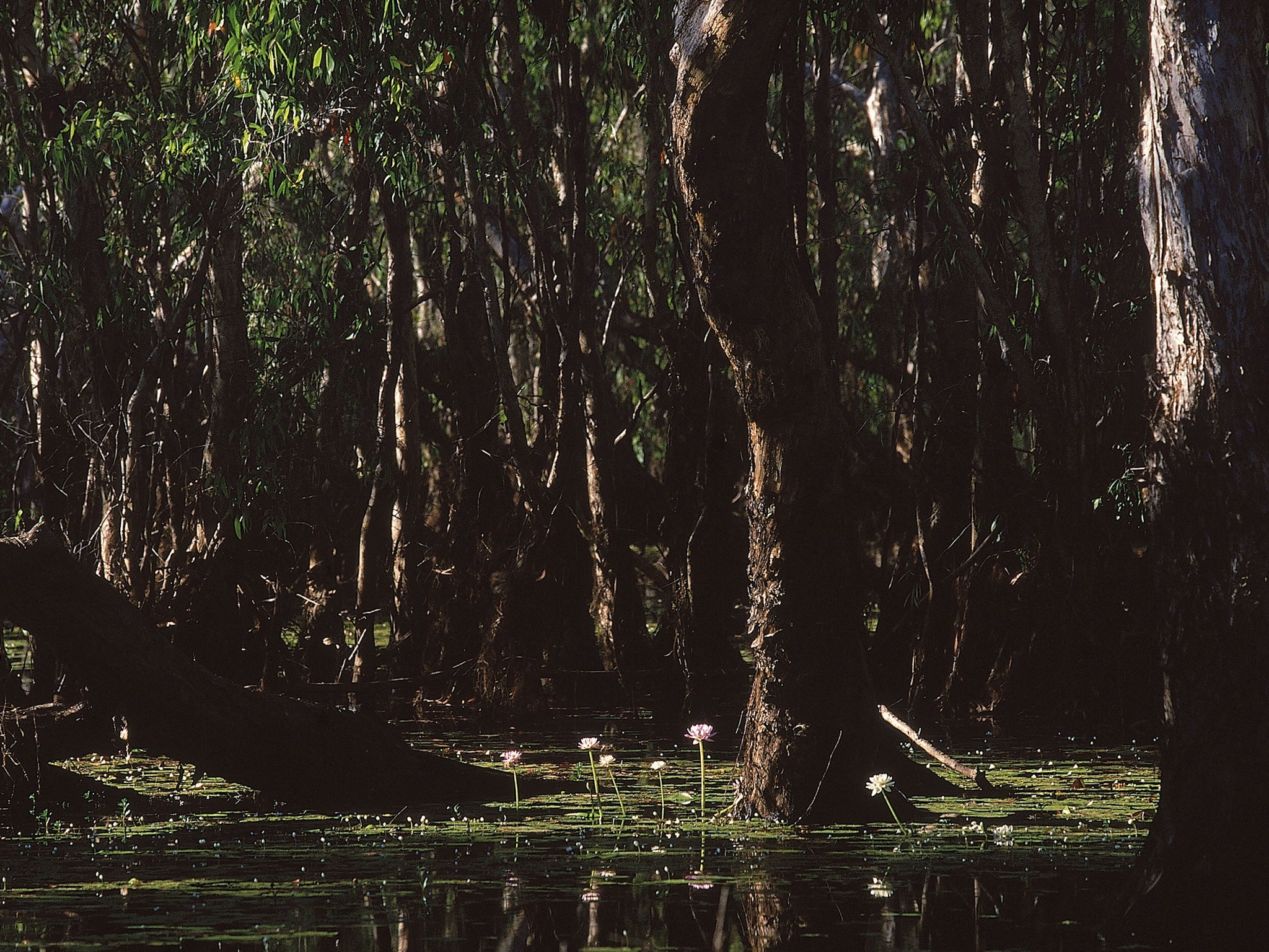 Kakadu is the largest national park in Australia. Image source: Getty