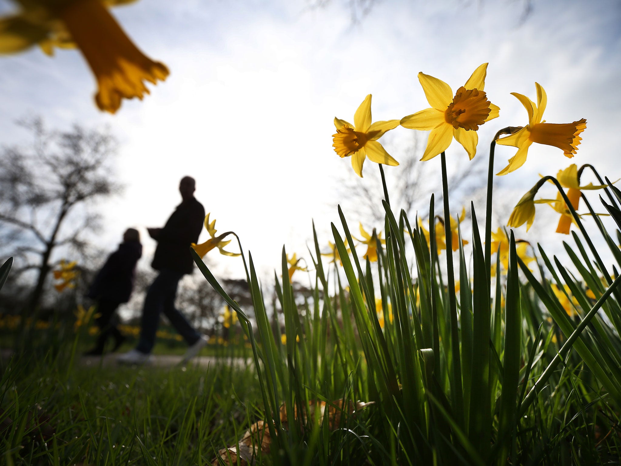 What will warmer winters do to Wordsworth’s golden daffodils? 
