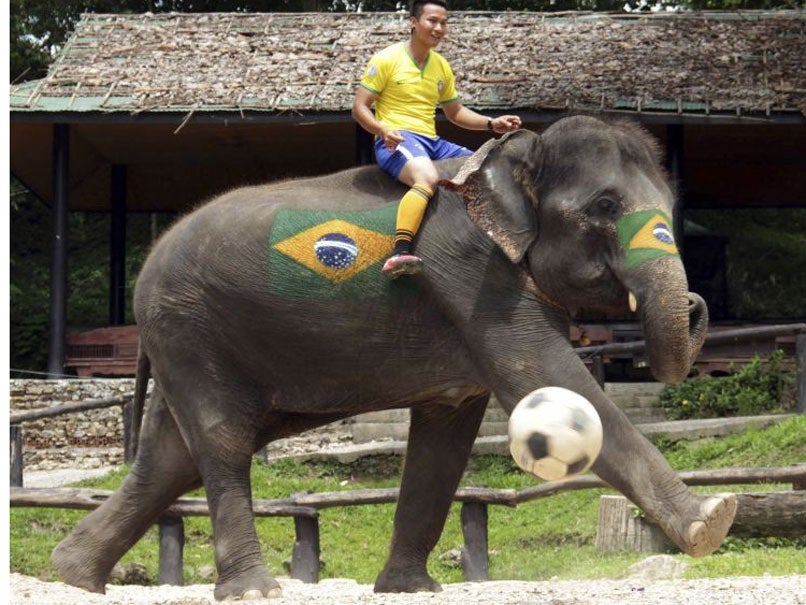 An elephant representing Brazil kicks the ball at Mae Sa Elephant Camp in Chiang Mai province, northern Thailand.