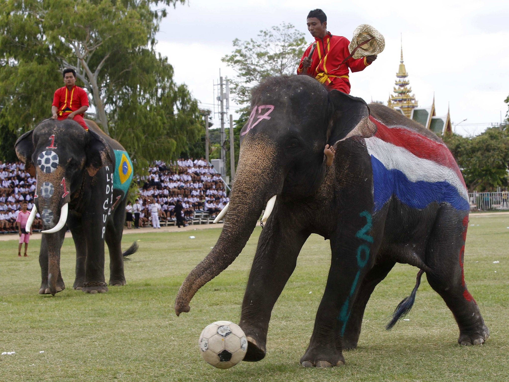 An elephant kicks a ball during a soccer match with Thai students in Thailand's Ayutthaya province